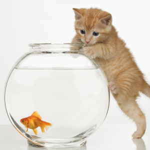 Kitten trying to catch goldfish